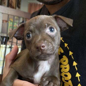 Chihuahua Dogs Available for Adoption in Warren, Rhode Island - Kate | PetCurious