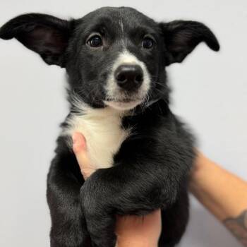 Mixed Breed Dogs Available for Adoption in Idaho Falls, Idaho - Rio | PetCurious