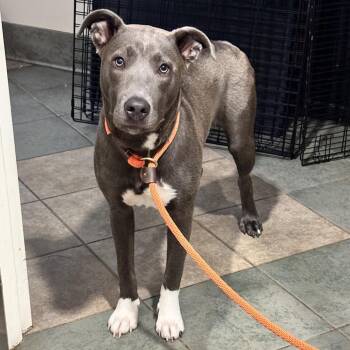Shania Twain -  Mixed Breed Dog for Adoption in Chattanooga, Tennessee - Shania Twain | PetCurious