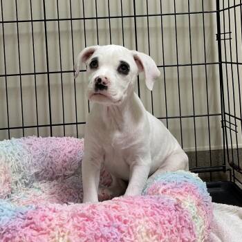 Casper -  Boxer Dog for Adoption in Lynchburg, Virginia - Casper | PetCurious