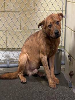 RESPECT -  Rhodesian Ridgeback Dog for Adoption in Woodland, California - RESPECT | PetCurious