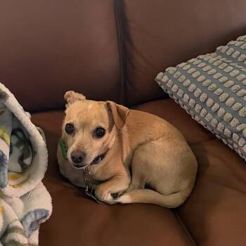 Neo -  Chihuahua Dog for Adoption in Pennsville Township, New Jersey - Neo | PetCurious