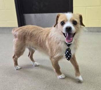 Jack Russell Terrier and Pekingese Dogs Available for Adoption - Comet | PetCurious