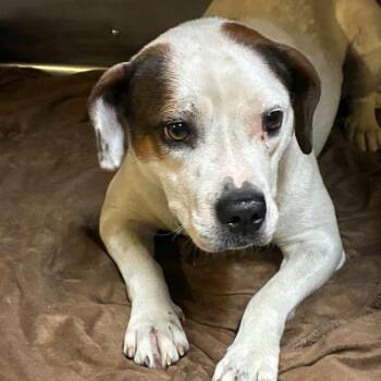 Loxley -  Mixed Breed Dog for Adoption in Gadsden, Alabama - Loxley | PetCurious