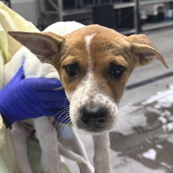 110275 -  Mixed Breed Dog for Adoption in Las Cruces, New Mexico - 110275 | PetCurious