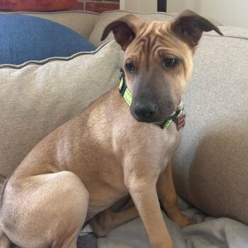 Tonka -  Border Collie and Shepherd Dog for Adoption in Newport Beach, California - Tonka | PetCurious