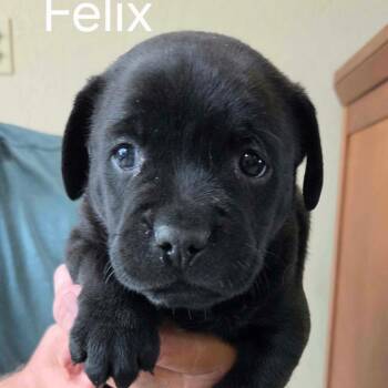 Felix -  Shepherd and Pit Bull Terrier Dog for Adoption in Wadena, Minnesota - Felix | PetCurious