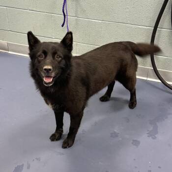 Honey Dew -  Cattle Dog and Chow Chow Dog for Adoption in Greensboro, North Carolina - Honey Dew | PetCurious