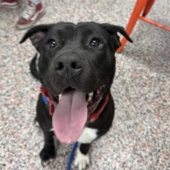 Mixed Breed and Pit Bull Terrier Dogs Available for Adoption in Salt Lake City, Utah - Hannah | PetCurious