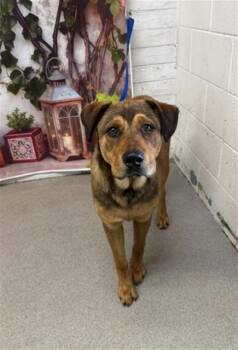 German Shepherd Dog and Mixed Breed Dogs Available for Adoption in San Bernardino, California - ALDO | PetCurious
