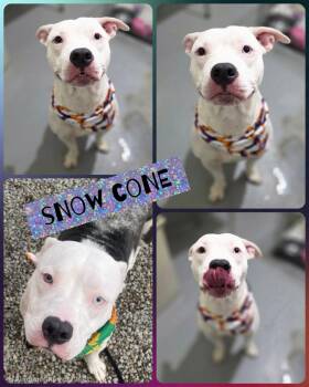 Rescue American Staffordshire Terrier Dogs for Adoption in Binghamton, New York - Snowcone | PetCurious