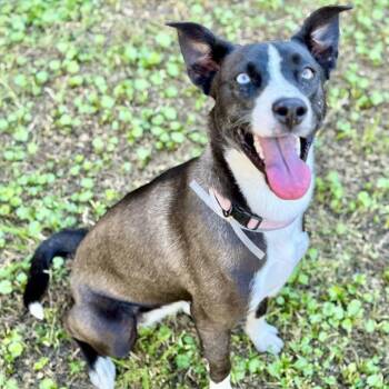 Siberian Husky and Mixed Breed Dogs Available for Adoption - MARLEE | PetCurious