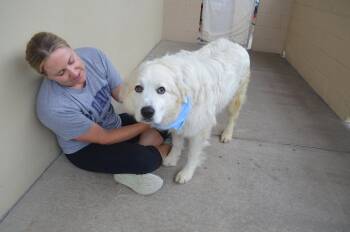 Great Pyrenees Dogs Available for Adoption in Mckinney, Texas - Zoran | PetCurious