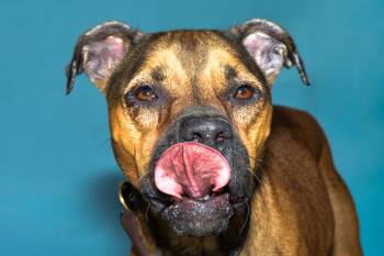 Boxer Dogs Available for Adoption - JINX | PetCurious