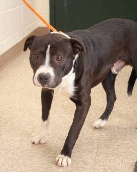 Rescue Mixed Breed Dogs for Adoption in Hamilton Township, New Jersey - BOI | PetCurious