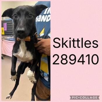 SKITTLES -  Mixed Breed Dog for Adoption in Macon, Georgia - SKITTLES | PetCurious