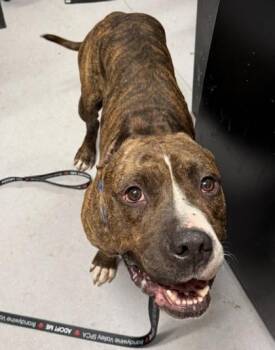 Mixed Breed Dogs Available for Adoption in West Chester, Pennsylvania - Zeke | PetCurious