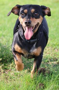 Mixed Breed Dogs Available for Adoption in Columbia, Tennessee - Peaches | PetCurious