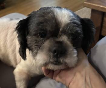 Jasper Hale -  Shih Tzu Dog for Adoption in Milton, Georgia - Jasper Hale | PetCurious