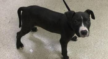 SPECK -  Pit Bull Terrier and Mixed Breed Dog for Adoption in Riverside, California - SPECK | PetCurious