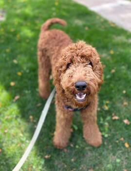 Osa -  Irish Setter and Poodle Dog for Adoption in Millcreek, Utah - Osa | PetCurious