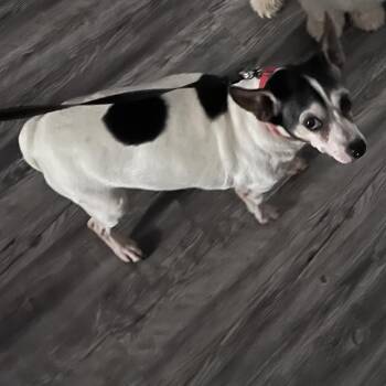 Nina -  Chihuahua Dog for Adoption in Greensboro, North Carolina - Nina | PetCurious