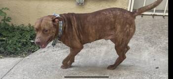 Rescue American Bully Dogs for Adoption in Mcallen, Texas - Copper | PetCurious