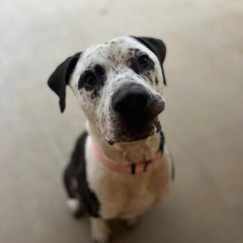 Emmett -  Mixed Breed Dog for Adoption in Kanab, Utah - Emmett | PetCurious