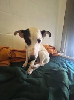 Eloise -  Jack Russell Terrier Dog for Adoption in Morgantown, Kentucky - Eloise | PetCurious