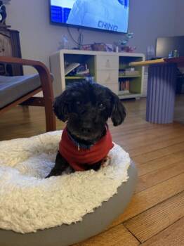 Poodle Dogs Available for Adoption in Plymouth, Michigan - Zuri | PetCurious