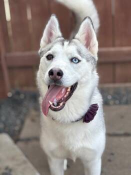 Husky and Alaskan Malamute Dogs Available for Adoption - Madame Cleo Is Your Future | PetCurious