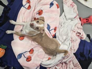 Chihuahua Dogs Available for Adoption in Kalamazoo, Michigan - Mr. Charlie | PetCurious
