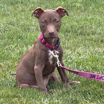 Rainbow -  Pit Bull Terrier Dog for Adoption in Fountain Hill, Pennsylvania - Rainbow | PetCurious