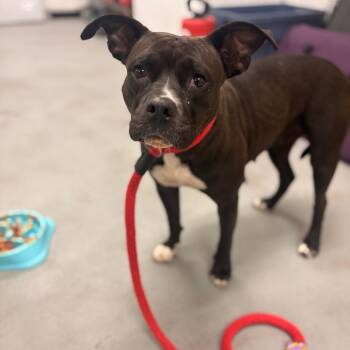 Mixed Breed Dogs Available for Adoption in Philadelphia, Pennsylvania - Vida | PetCurious