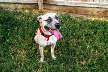 Winston - WA -  American Staffordshire Terrier Dog for Adoption in Magnolia, Texas - Winston - WA | PetCurious