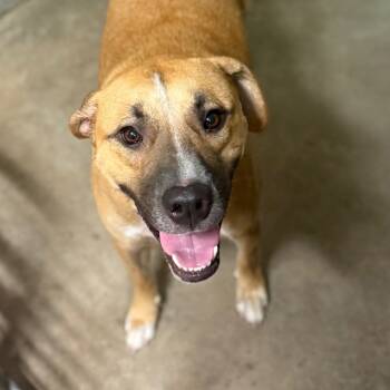 Rescue Mixed Breed Dogs for Adoption in Pauls Valley, Oklahoma - Grease | PetCurious