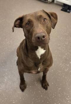 Hercules -  Doberman Pinscher and Labrador Retriever Dog for Adoption in South Bend, Indiana - Hercules | PetCurious
