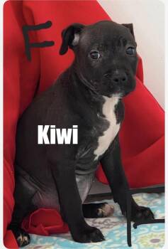 Pit Bull Terrier Dogs Available for Adoption in Irwin, Pennsylvania - Kiwi | PetCurious