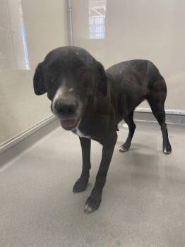 Piper -  Labrador Retriever Dog for Adoption in Victorville, California - Piper | PetCurious