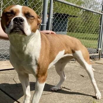 Boxer Dogs Available for Adoption in Erie, Pennsylvania - Libby | PetCurious