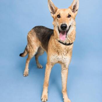 Brielle -  Mixed Breed and Shepherd Dog for Adoption in Salt Lake City, Utah - Brielle | PetCurious