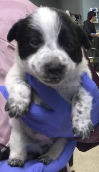 AMOEBA -  Australian Cattle Dog Blue Heeler and Mixed Breed Dog for Adoption in Riverside, California - AMOEBA | PetCurious