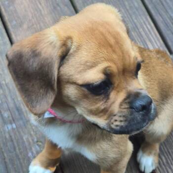 Nugget -  Pug and Mixed Breed Dog for Adoption in St. Peters, Missouri - Nugget | PetCurious