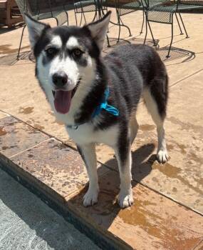 Winter -  Husky Dog for Adoption in Lavon, Texas - Winter | PetCurious