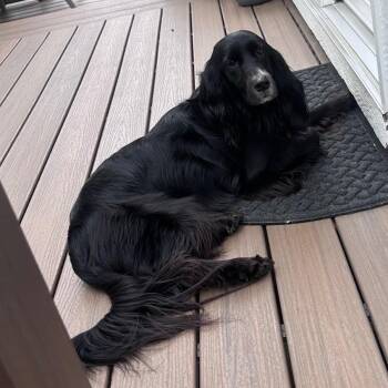 English Springer Spaniel and Mixed Breed Dogs Available for Adoption in Kokomo, Indiana - Maggie | PetCurious
