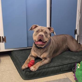 Boodah -  American Bully and American Bulldog Dog for Adoption in Stockton, California - Boodah | PetCurious