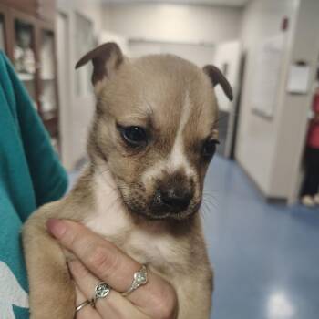 Mixed Breed Dogs Available for Adoption in Gainesville, Florida - Jade | PetCurious