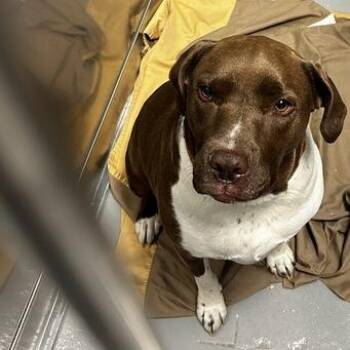 Mixed Breed Dogs Available for Adoption in Davenport, Iowa - Marcus | PetCurious