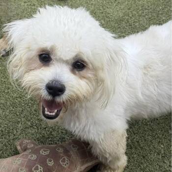 ANNABELLE -  Shih Tzu and Poodle Dog for Adoption in Norwalk, Connecticut - ANNABELLE | PetCurious