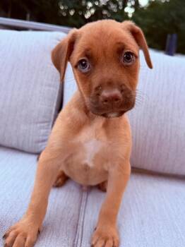 Pumpkin -  Australian Shepherd and Mixed Breed Dog for Adoption in Lindenhurst, New York - Pumpkin | PetCurious